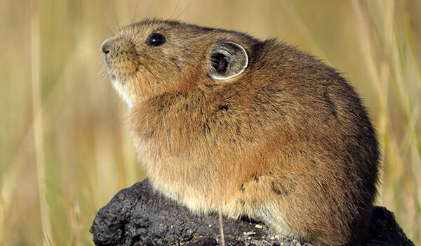 Фото: Пищуха