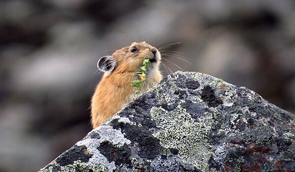 Фото: Степная пищуха