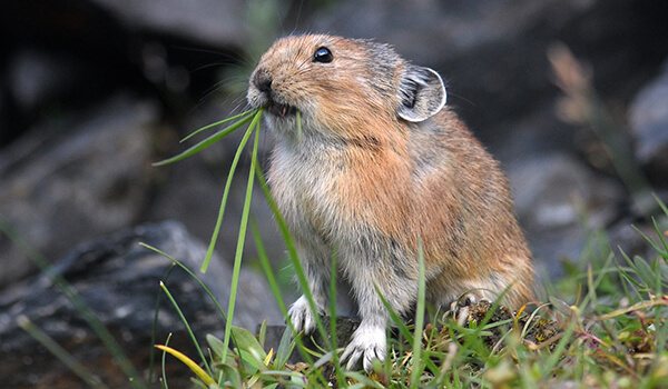 Фото: Зверек пищуха