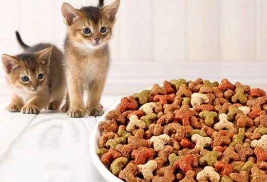 Готовые корма для котят