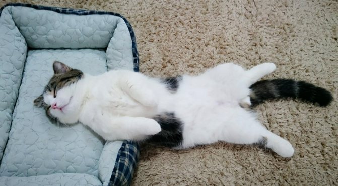 Говорят, что кот, спящий на спине, видит только хорошие сны