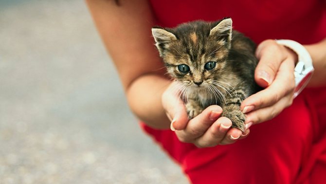 Как передается лишай от кошки к человеку