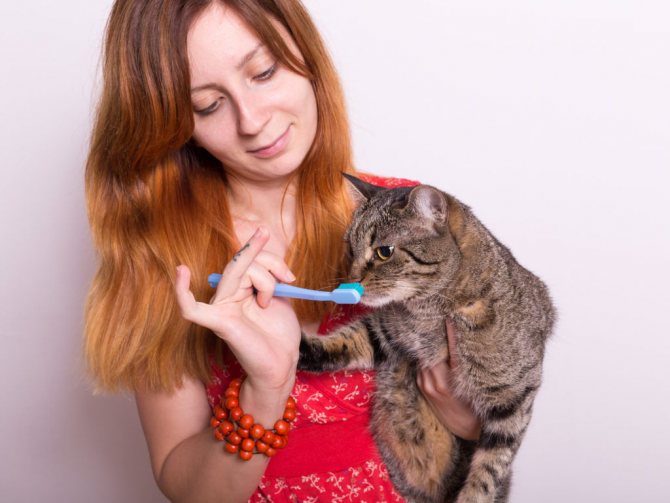 Как почистить зубы коту в домашних условиях: зубная паста и щетка, специальный корм и косточки