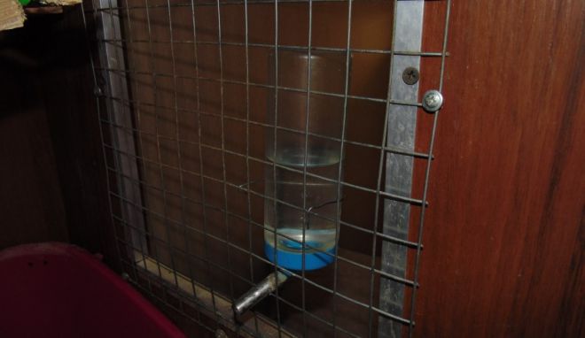 как поить шиншиллу