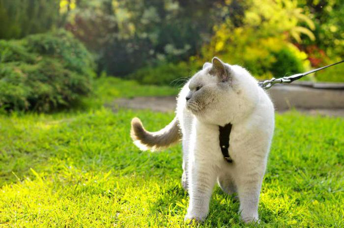 как приучить котенка