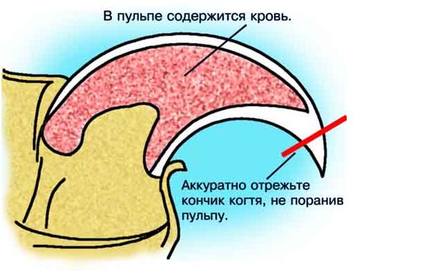 как срезать коготь кошки