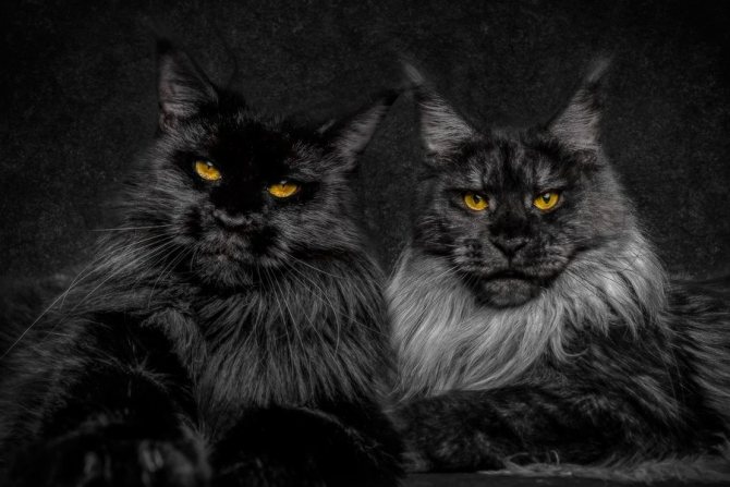 Как ухаживать за котом породы мейн-кун особенности содержания питомца в квартире