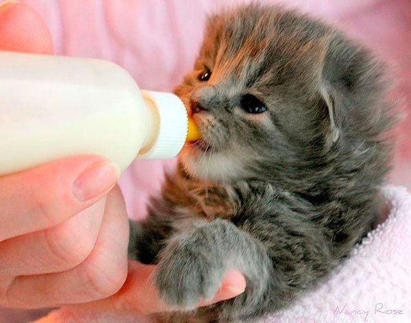 Кормление котенка из бутылочки