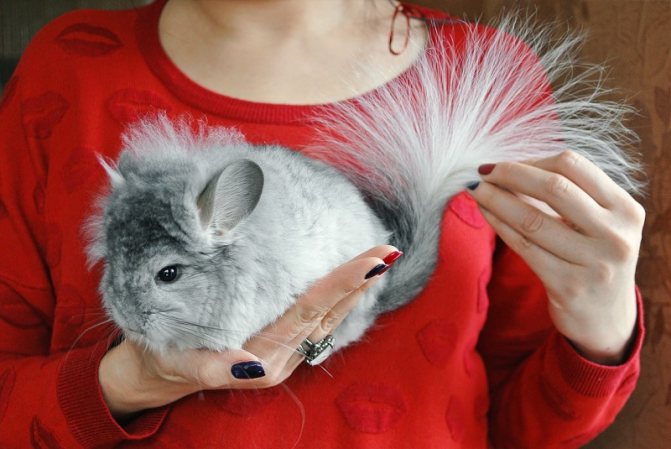 Королевская персидская ангора