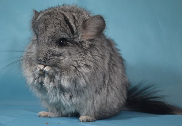 Королевская шиншилла
