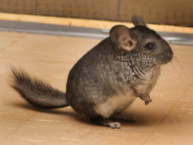 Короткохвостая шиншилла