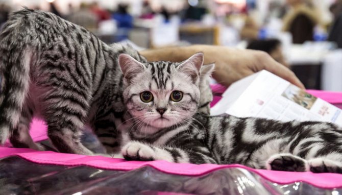 Кошка на выставке «Гран-при Royal Canin»