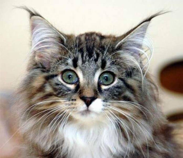 Кот Мейн Кун