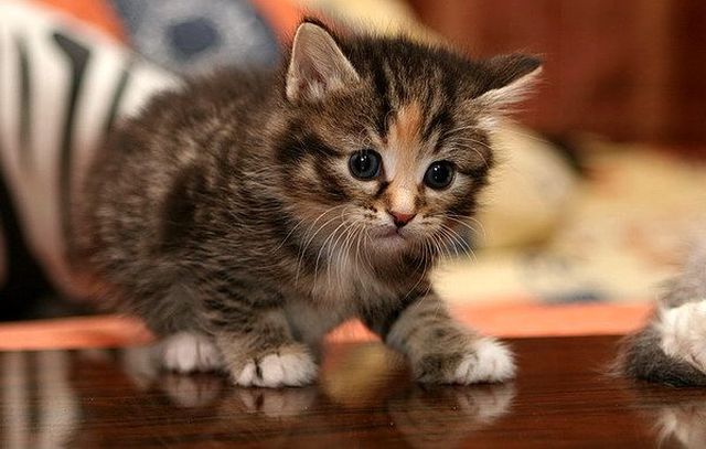 Котенок идет по столу