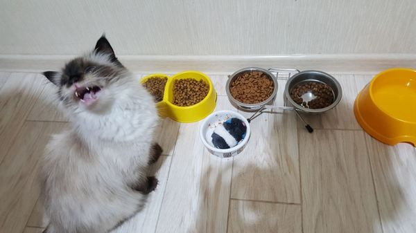 котенок не хочет есть
