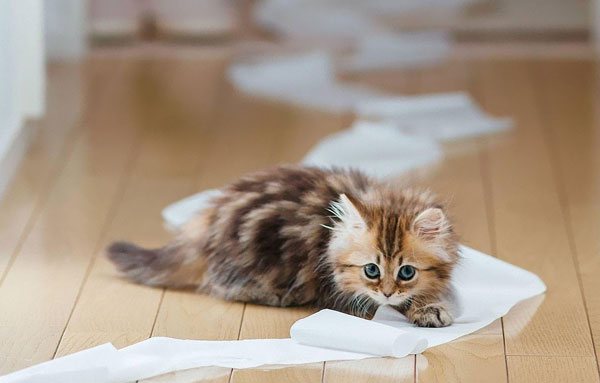 Котенок размотал туалетную бумагу