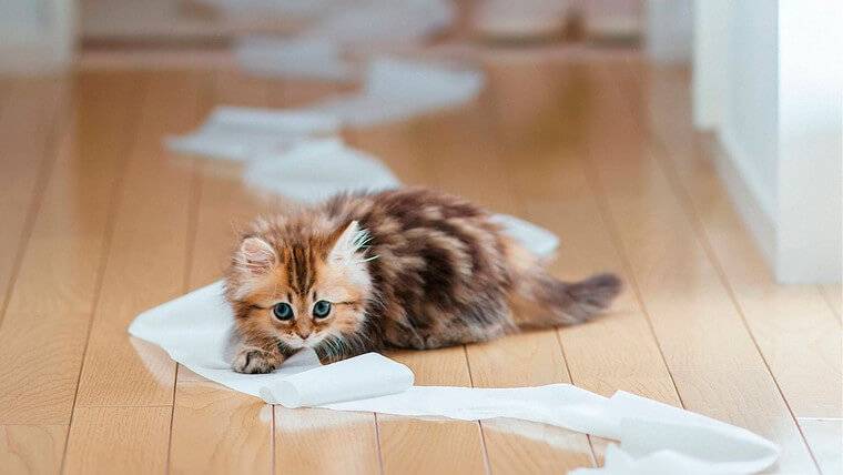 котенок с бумагой