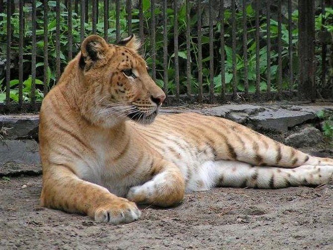Лигр (Liger) - самая большая кошка в мире, самая крупная кошка