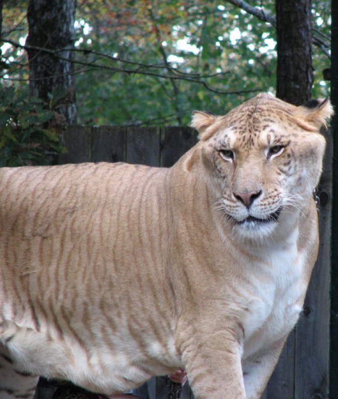 Лигр (Liger) - самая большая кошка в мире, самая крупная кошка