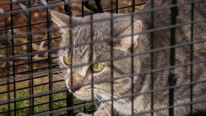 Ловушку с кошкой сверху накрывают тканью