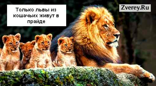 Львиный прайд
