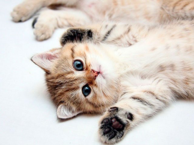 Массаж животика котенку