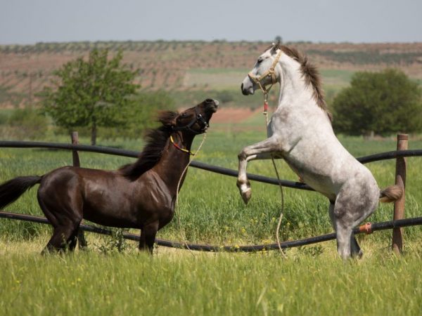Масти лошадей