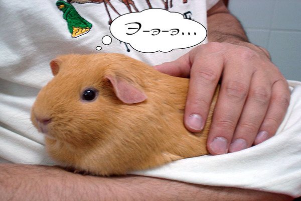 Морская свинка боится людей