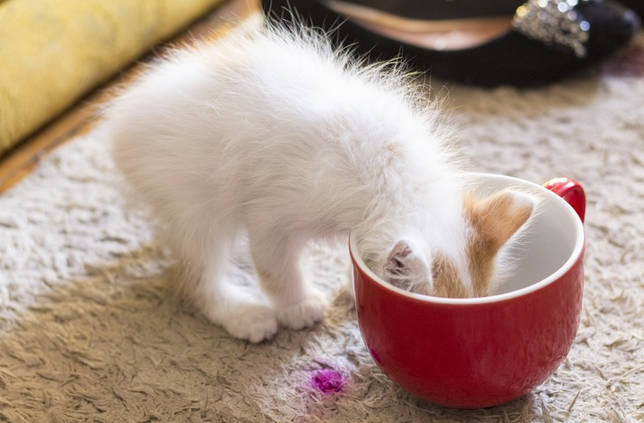 Можно ли котятам кефир