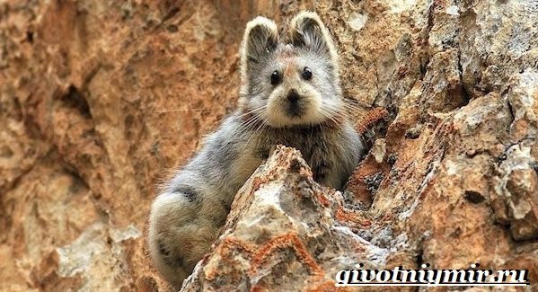 Пищуха-животное-Образ-жизни-и-среда-обитания-пищухи-10