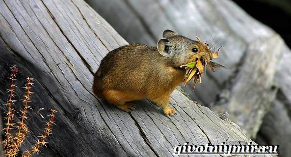 Пищуха-животное-Образ-жизни-и-среда-обитания-пищухи-5