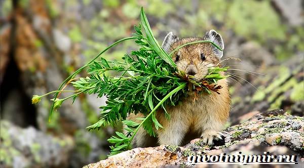 Пищуха-животное-Образ-жизни-и-среда-обитания-пищухи-6