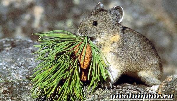 Пищуха-животное-Образ-жизни-и-среда-обитания-пищухи-7