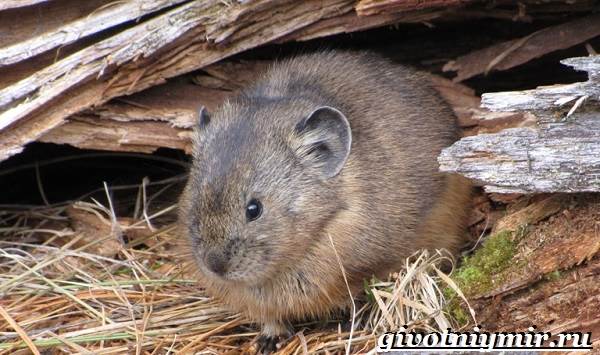 Пищуха-животное-Образ-жизни-и-среда-обитания-пищухи-8