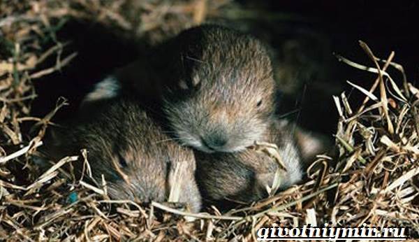 Пищуха-животное-Образ-жизни-и-среда-обитания-пищухи-9