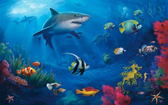Подводный мир морей и океанов