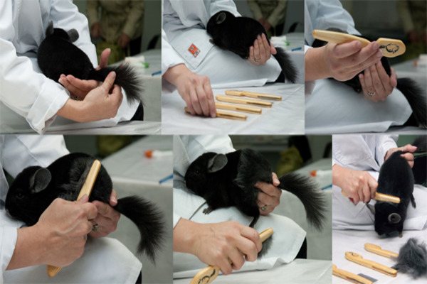 Расчесывание шиншиллы