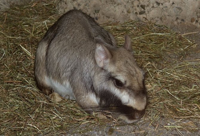 Равнинная вискача