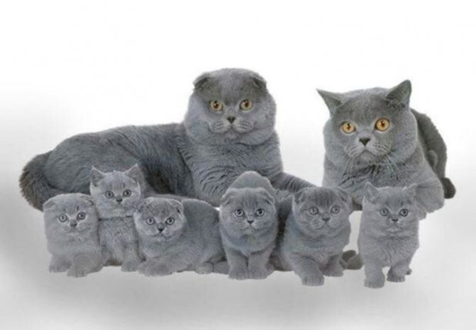 размножение шотландских кошек
