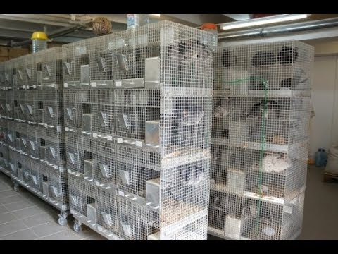 Разведение шиншилл