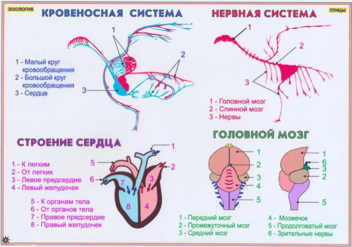 сердце у птиц
