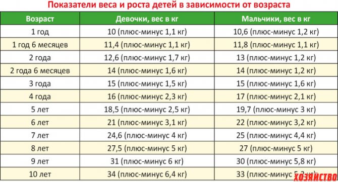 Шиншилла на весах