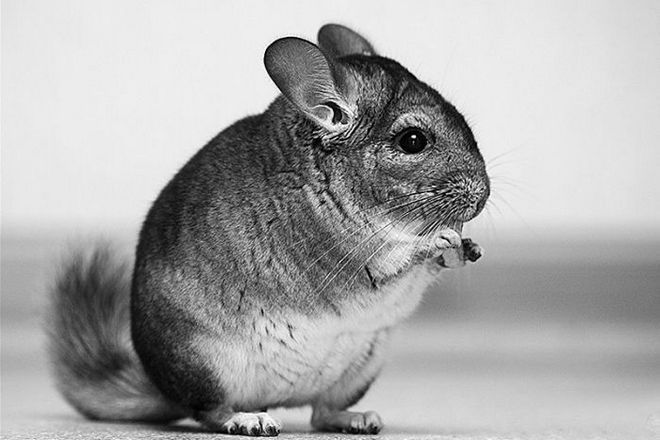 сколько лет живут шиншиллы в домашних условиях