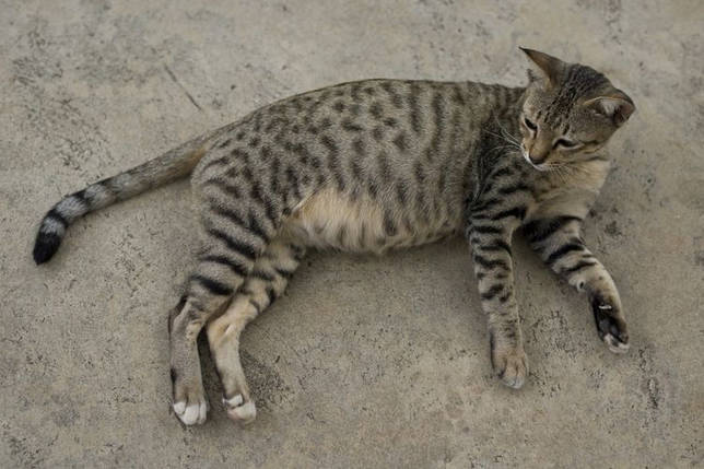 У кошки раздуты бока