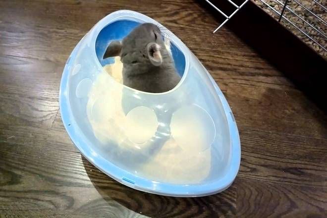 уход за шерстью шиншиллы