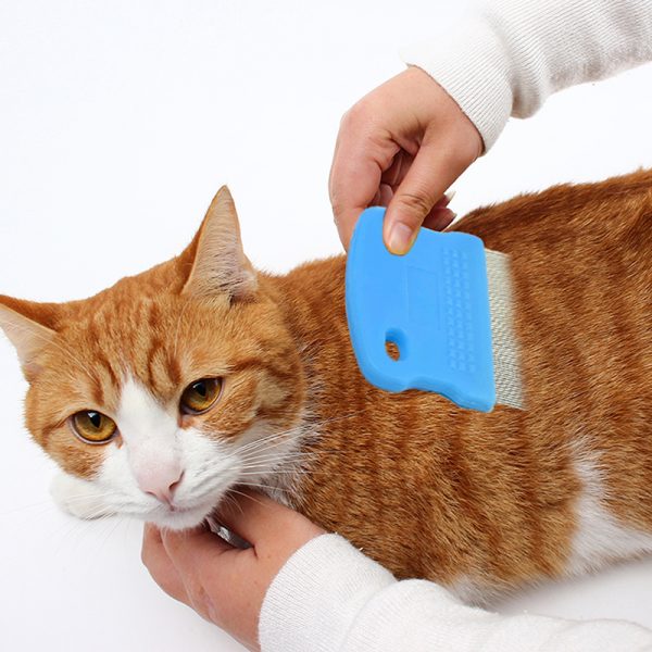 Вычёсывание блох у кошки